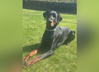 Coswig-Anhalt : Dobermann Junghund sucht neuen Wirkungskreis