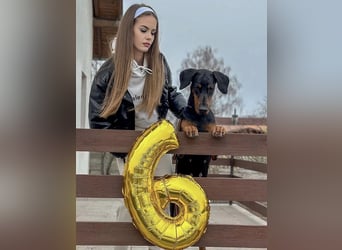 Dobermann Welpen mit FCI Stammbaum