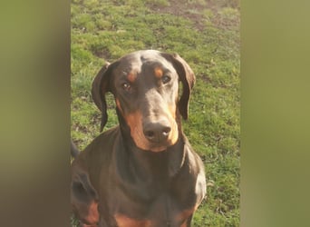 Dobermannhündin 9 Monate alt
