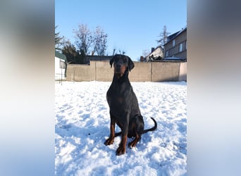 Dobermannrüde 11 Monate