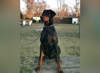 Dobermannrüde 11 Monate