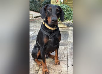 Tulio - charmanter, intelligenter Dobermann - Tierhilfe Franken e.V.