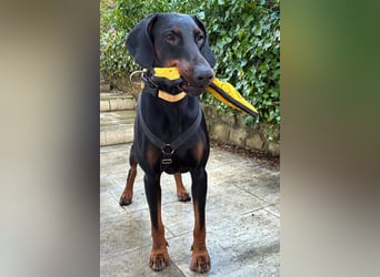 Tulio - charmanter, intelligenter Dobermann - Tierhilfe Franken e.V.
