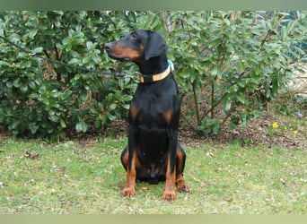 Tulio - charmanter, intelligenter Dobermann - Tierhilfe Franken e.V.