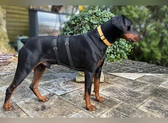 Tulio - charmanter, intelligenter Dobermann - Tierhilfe Franken e.V.