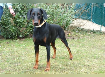 Tulio - charmanter, intelligenter Dobermann - Tierhilfe Franken e.V.
