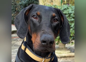 Tulio - charmanter, intelligenter Dobermann - Tierhilfe Franken e.V.