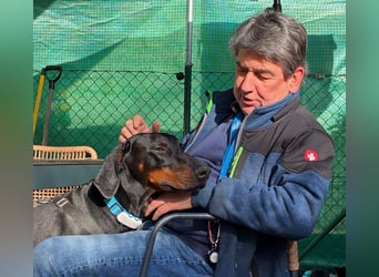 Tulio - charmanter, intelligenter Dobermann - Tierhilfe Franken e.V.