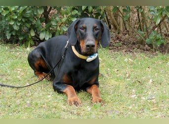 Tulio - charmanter, intelligenter Dobermann - Tierhilfe Franken e.V.