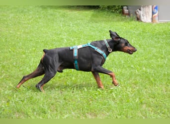 Tulio - ein Prachtkerl - Tierhilfe Franken e.V.