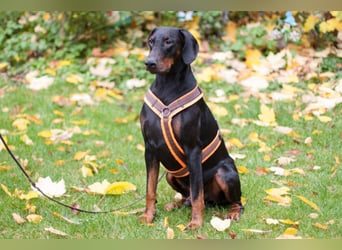 Tulio - ein Prachtkerl - Tierhilfe Franken e.V.