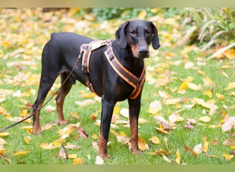 Tulio - ein Prachtkerl - Tierhilfe Franken e.V.