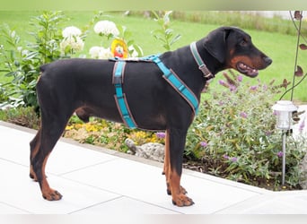 Tulio - ein Prachtkerl - Tierhilfe Franken e.V.