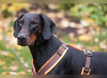 Tulio - ein Prachtkerl - Tierhilfe Franken e.V.