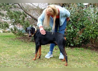 Tulio - charmanter, intelligenter Dobermann - Tierhilfe Franken e.V.