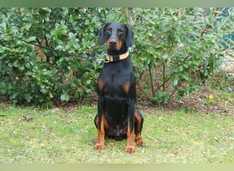 Tulio - charmanter, intelligenter Dobermann - Tierhilfe Franken e.V.