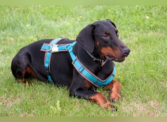 Tulio - ein Prachtkerl - Tierhilfe Franken e.V.