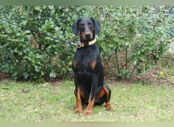Tulio - charmanter, intelligenter Dobermann - Tierhilfe Franken e.V.