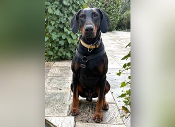 Tulio - charmanter, intelligenter Dobermann - Tierhilfe Franken e.V.