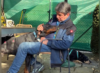 Tulio - charmanter, intelligenter Dobermann - Tierhilfe Franken e.V.