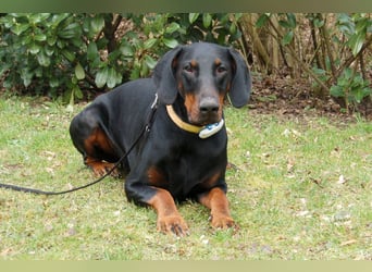 Tulio - charmanter, intelligenter Dobermann - Tierhilfe Franken e.V.
