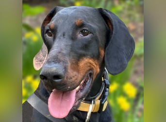 Tulio - charmanter, intelligenter Dobermann - Tierhilfe Franken e.V.