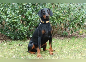 Tulio - charmanter, intelligenter Dobermann - Tierhilfe Franken e.V.