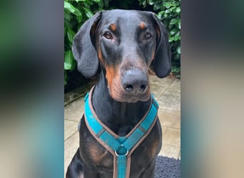 Tulio - ein Prachtkerl - Tierhilfe Franken e.V.