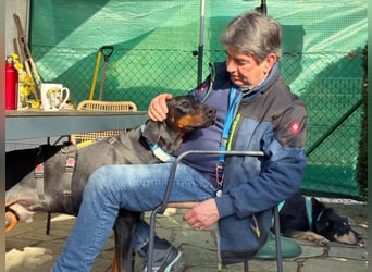 Tulio - charmanter, intelligenter Dobermann - Tierhilfe Franken e.V.