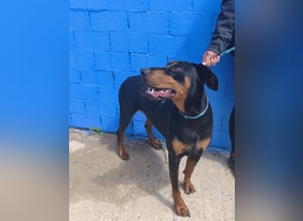 Cloe - wunderschöne Dobermann-Dame sucht rasseerfahrene Menschen mit Herz und Verantwortung
