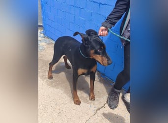 Cloe - wunderschöne Dobermann-Dame sucht rasseerfahrene Menschen mit Herz und Verantwortung