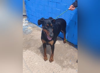 Cloe - wunderschöne Dobermann-Dame sucht rasseerfahrene Menschen mit Herz und Verantwortung