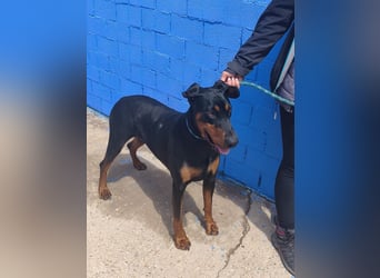 Cloe - wunderschöne Dobermann-Dame sucht rasseerfahrene Menschen mit Herz und Verantwortung