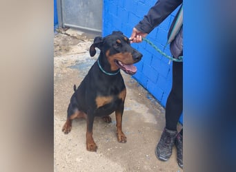 Cloe - wunderschöne Dobermann-Dame sucht rasseerfahrene Menschen mit Herz und Verantwortung