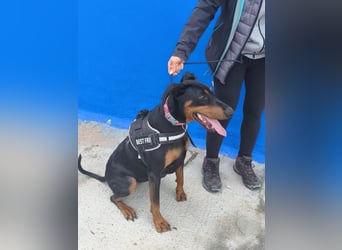 Cloe - wunderschöne Dobermann-Dame sucht rasseerfahrene Menschen mit Herz und Verantwortung