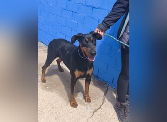 Cloe - wunderschöne Dobermann-Dame sucht rasseerfahrene Menschen mit Herz und Verantwortung