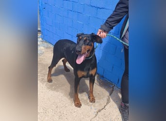 Cloe - wunderschöne Dobermann-Dame sucht rasseerfahrene Menschen mit Herz und Verantwortung