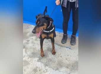 Cloe - wunderschöne Dobermann-Dame sucht rasseerfahrene Menschen mit Herz und Verantwortung