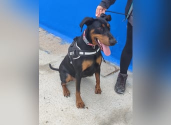 Cloe - wunderschöne Dobermann-Dame sucht rasseerfahrene Menschen mit Herz und Verantwortung