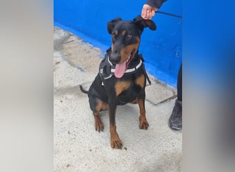 Cloe - wunderschöne Dobermann-Dame sucht rasseerfahrene Menschen mit Herz und Verantwortung
