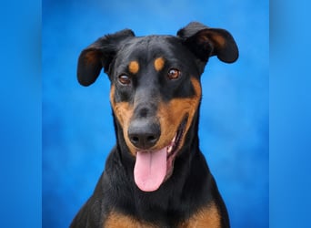 Cloe - wunderschöne Dobermann-Dame sucht rasseerfahrene Menschen mit Herz und Verantwortung