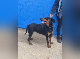 Cloe - wunderschöne Dobermann-Dame sucht rasseerfahrene Menschen mit Herz und Verantwortung