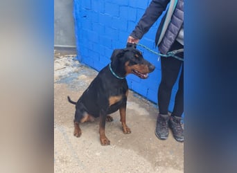 Cloe - wunderschöne Dobermann-Dame sucht rasseerfahrene Menschen mit Herz und Verantwortung