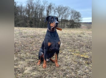 Enzo - liebt es zu kuscheln,ist verspielt