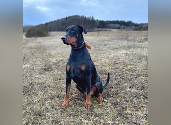 Enzo - liebt es zu kuscheln,ist verspielt