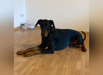 Enzo - liebt es zu kuscheln,ist verspielt