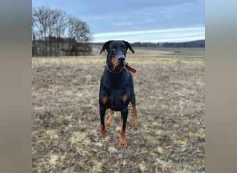 Enzo - liebt es zu kuscheln,ist verspielt