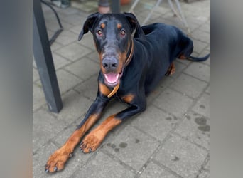 Enzo - liebt es zu kuscheln,ist verspielt