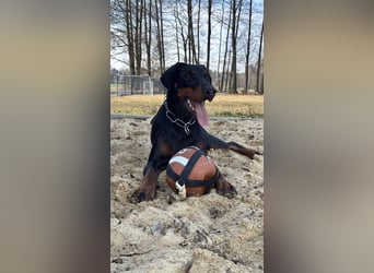 Dobermann 2 jahre