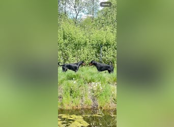 Dobermann 2 jahre